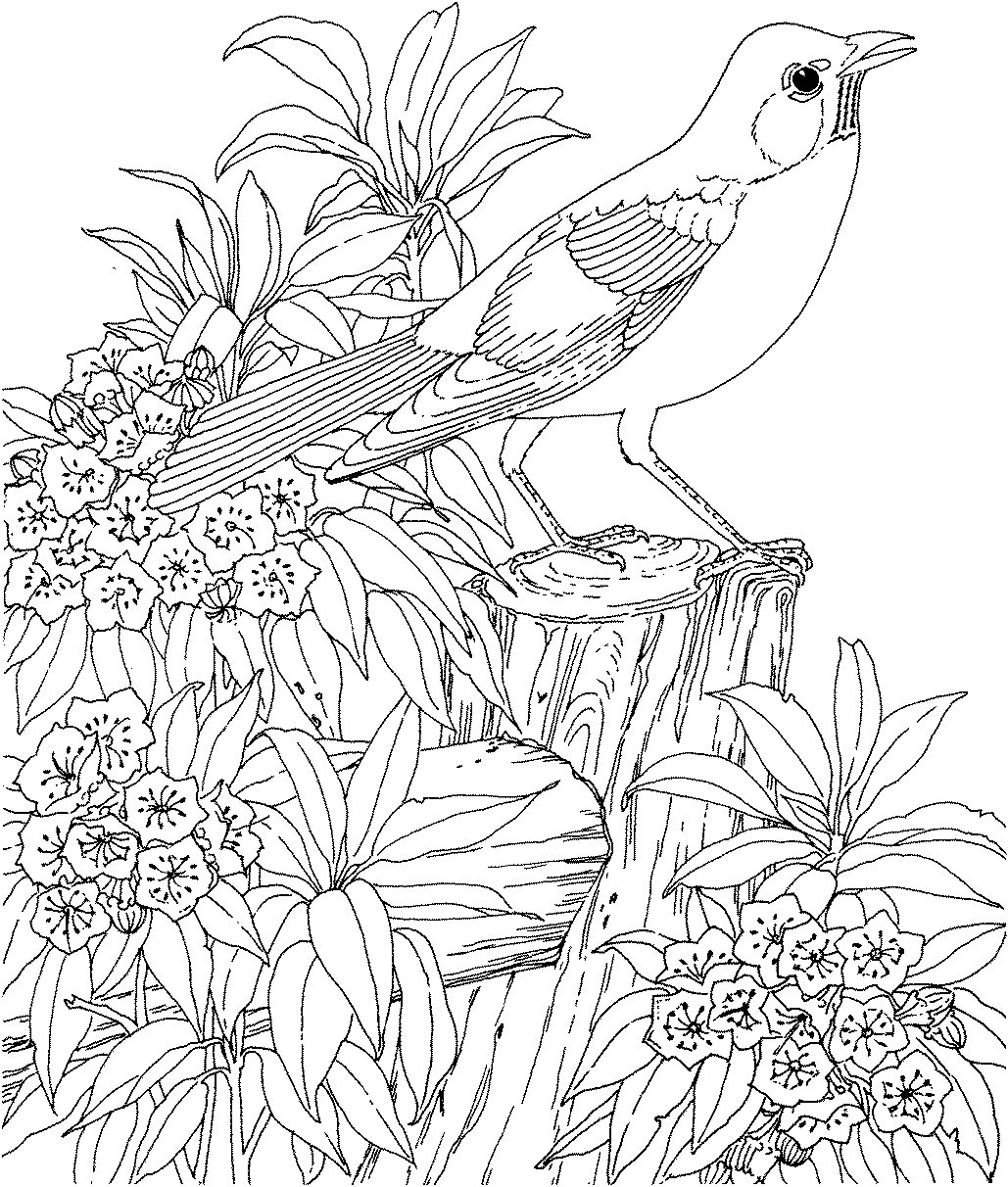 Coloriage Adulte Paysage Animaux