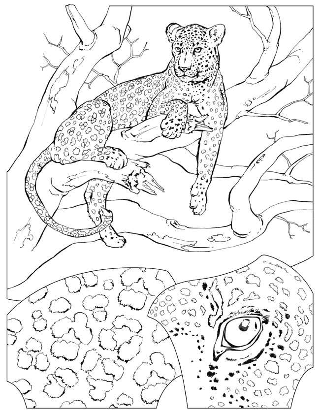 camouflage animal coloring pages - photo #25