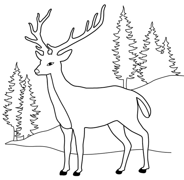 98 dessins de coloriage Animaux De La Foret à imprimer
