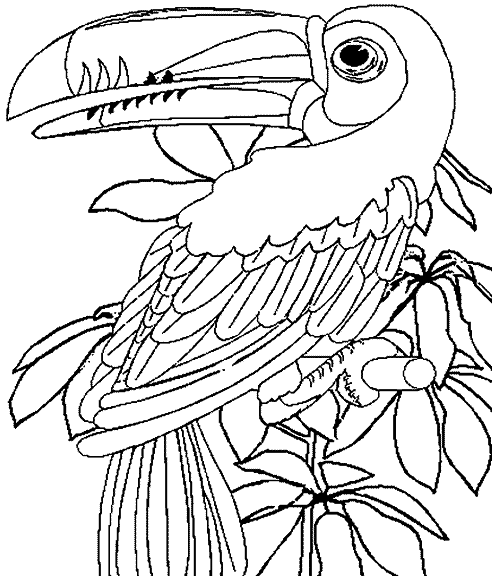 Coloriage Animaux De La Jungle à imprimer