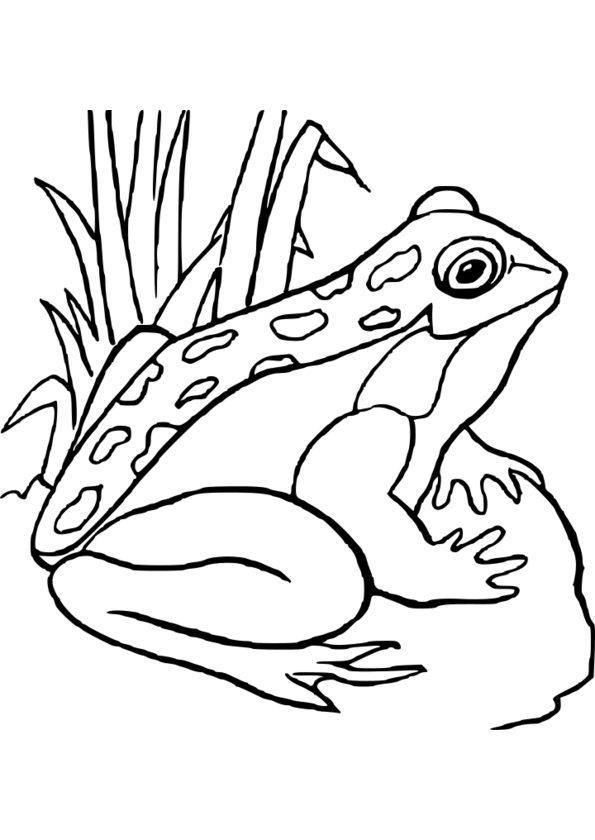 coloriage animaux zoo petite section