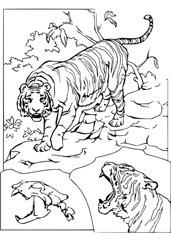 coloriage animaux banquise