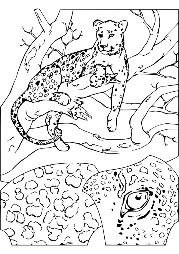 coloriage animaux en voie de disparition