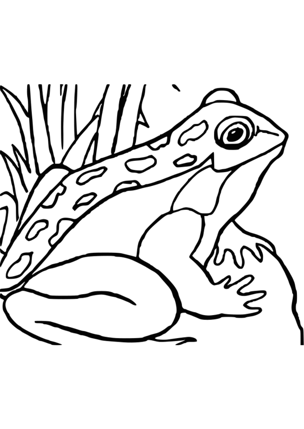 coloriage animaux hamster
