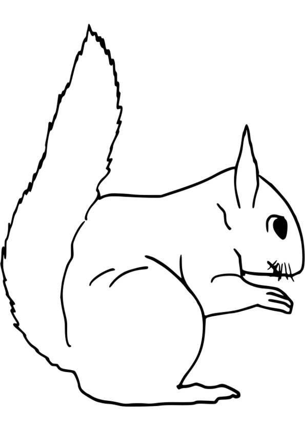 coloriage animaux koala