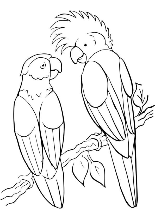 coloriage animaux humoristiques