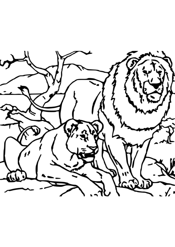 coloriage animaux lion
