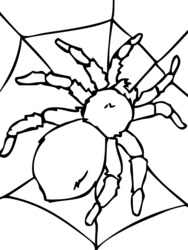 coloriage à dessiner araignee halloween
