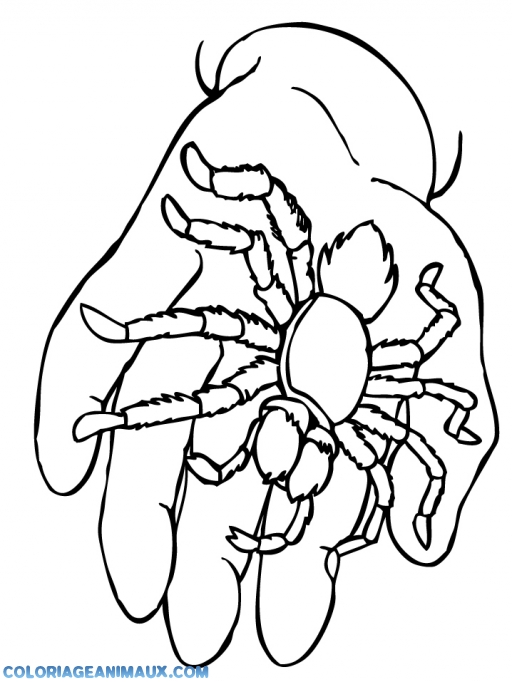 dessin homme araignée