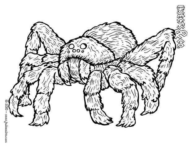 coloriage à dessiner araignée rigolote