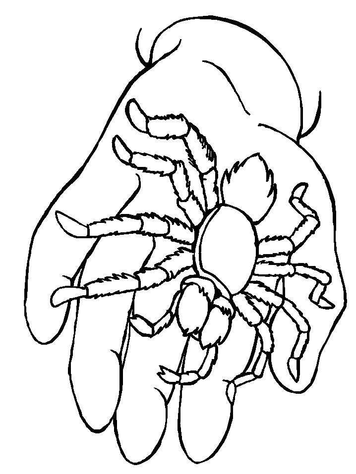 dessin araignée gipsy