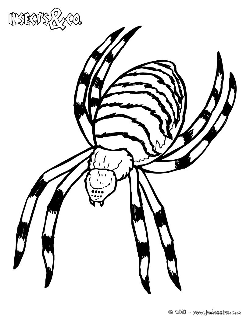 dessin à colorier araignée à imprimer