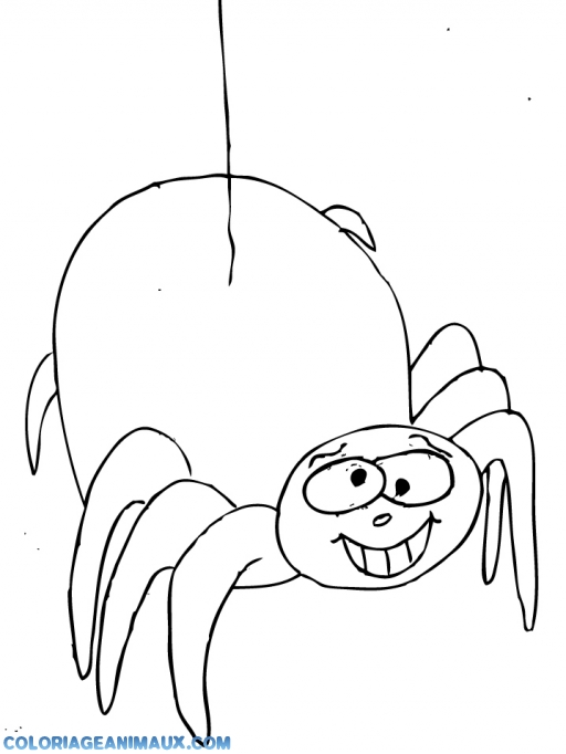 dessin  colorier l'araigne gipsy