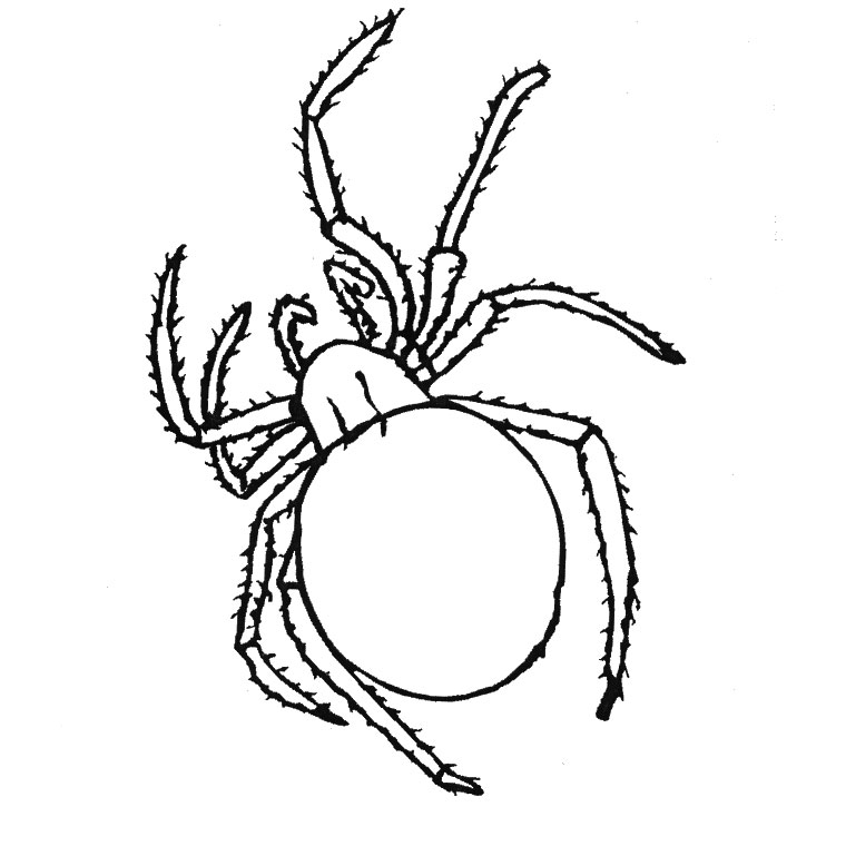 dessin toile d'araignée halloween