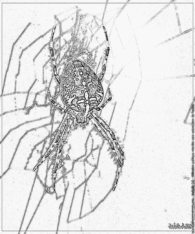 coloriage araignée spiderman