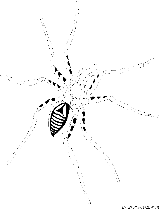 coloriage à dessiner mandala araignée