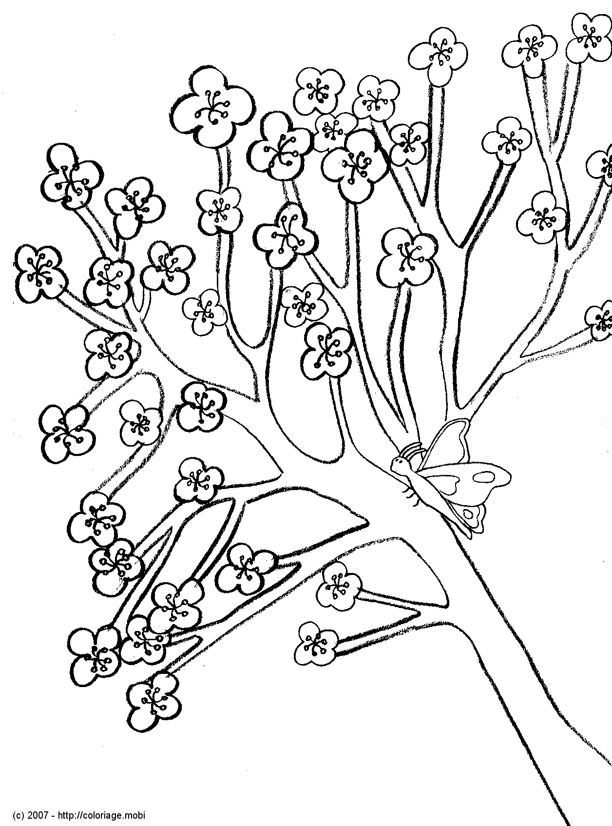 Dessins   imprimer Arbre Maternelle   colorier Voir le dessin