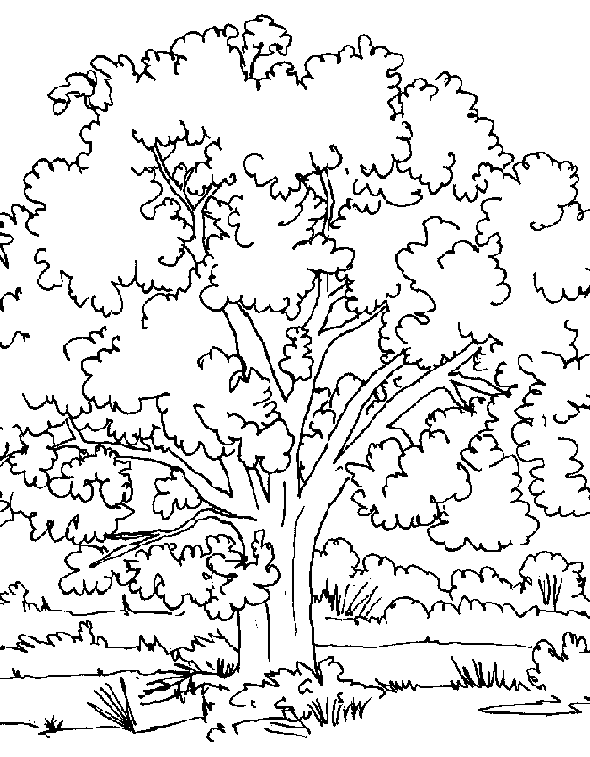 coloriage d un arbre d automne