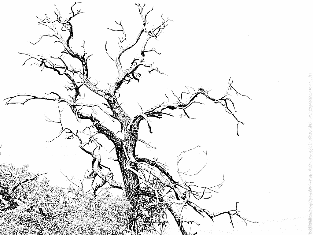 coloriage arbre baobab