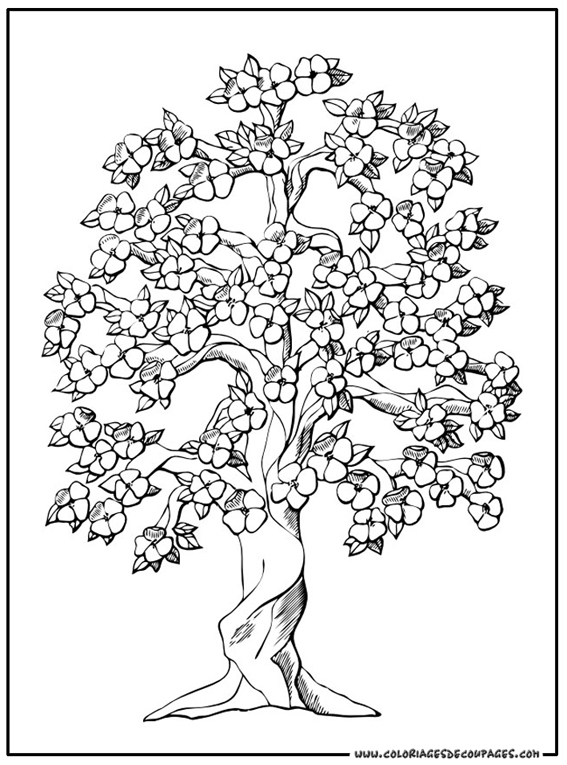 coloriage arbre quatre saisons