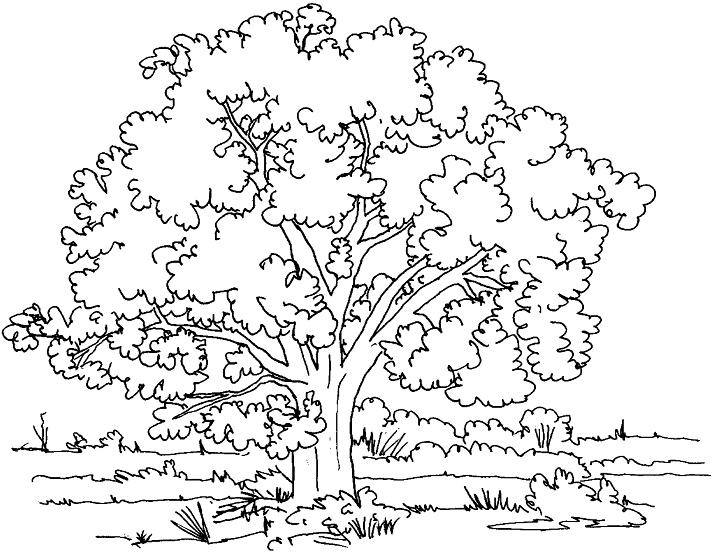 coloriage un arbre