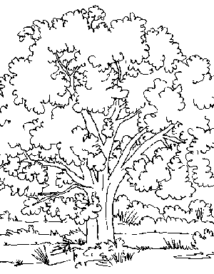 coloriage arbre bouleau
