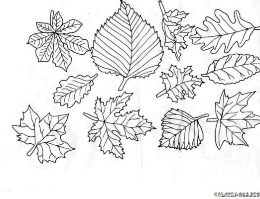 coloriage  dessiner d'automne citrouille