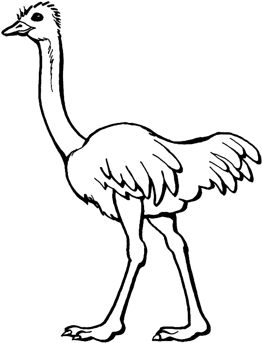 dessin à colorier à imprimer autruche