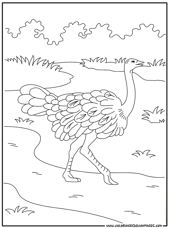 dessin d'autruche