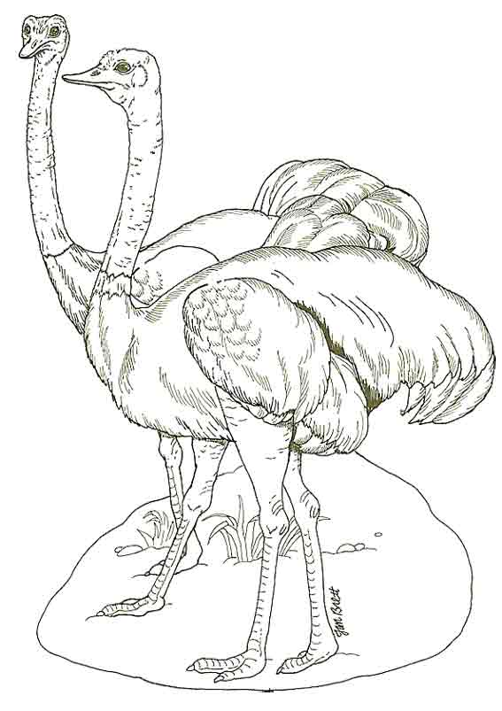 autruche dessin à colorier imprimer