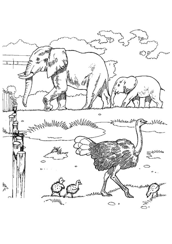 Coloriage Autruche à colorier - Dessin à imprimer dessin à colorier d'autruche gratuit