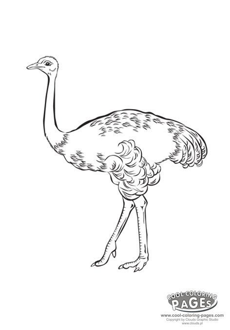 dessin à colorier autruche à imprimer