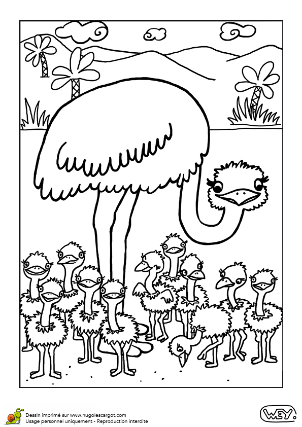 autruche dessin coloriage