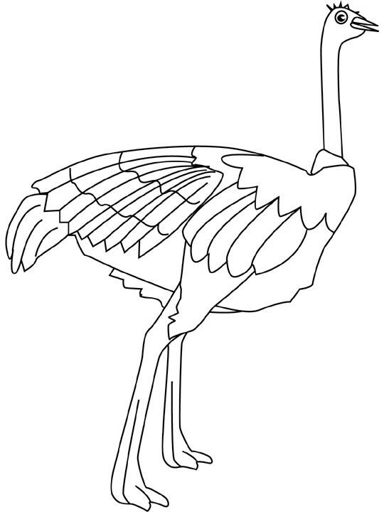 coloriage autruche à imprimer