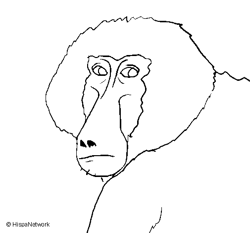 coloriage à dessiner babouin