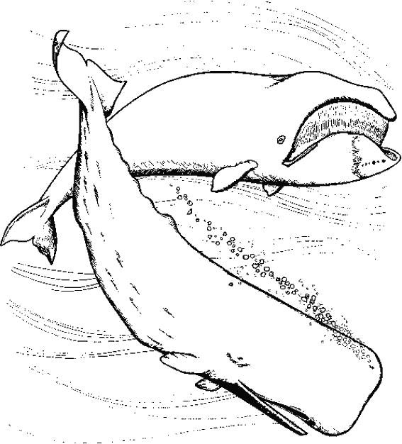 dessin baleine et dauphin
