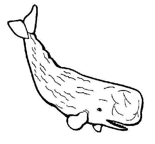 dessin grosse baleine