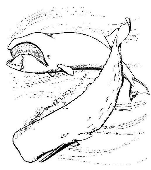 dessin à colorier en ligne gratuit baleine