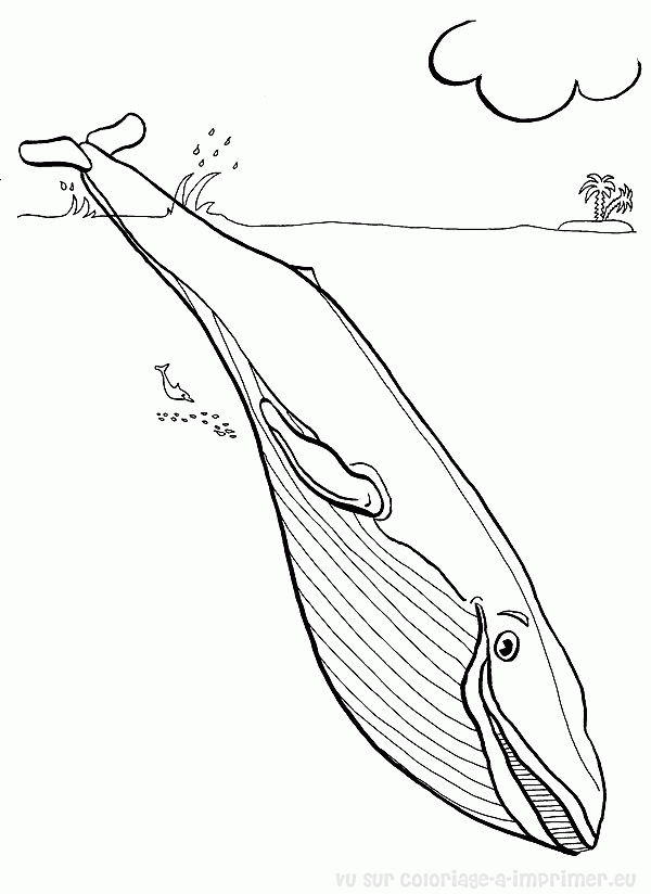 dessin baleine bleue