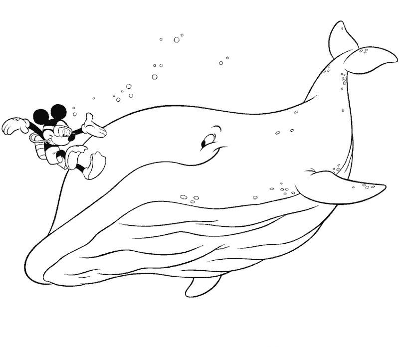 dessin de baleine gratuit