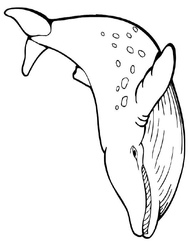 coloriage à dessiner baleine a bosse