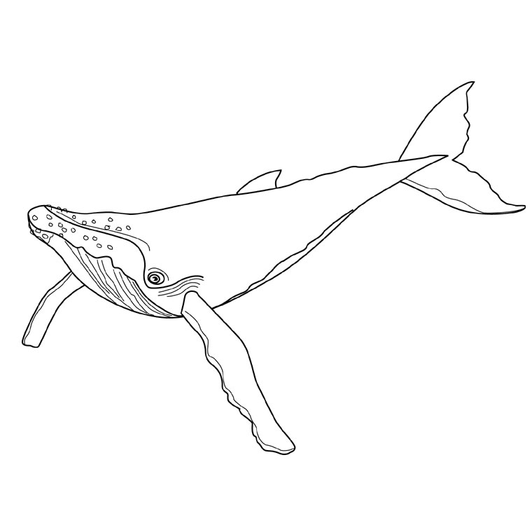 dessin requin baleine imprimer