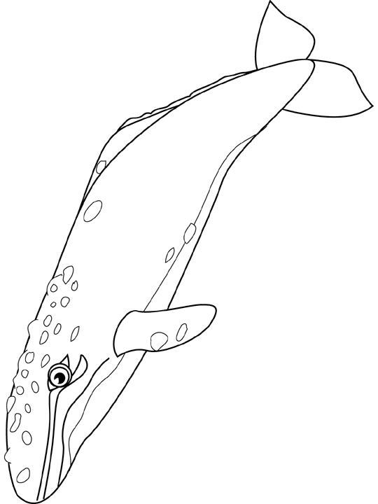 dessin baleine dessin gratuit