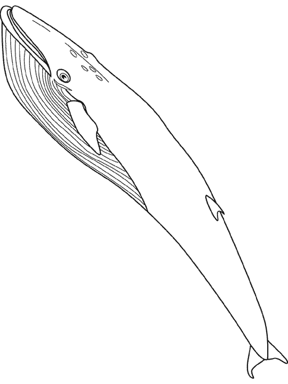 coloriage à dessiner baleine et dauphin