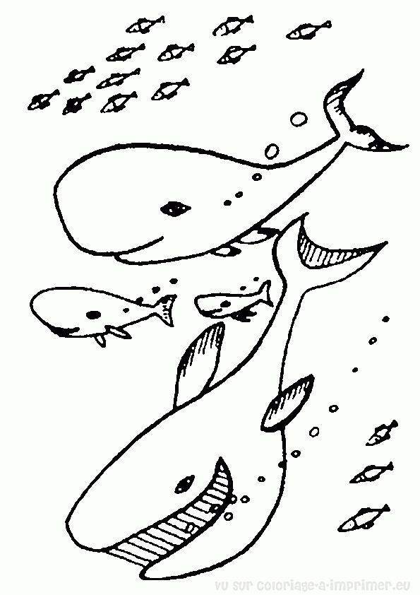 dessin baleine a imprimer gratuit