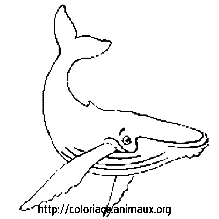 coloriage baleine et dauphin