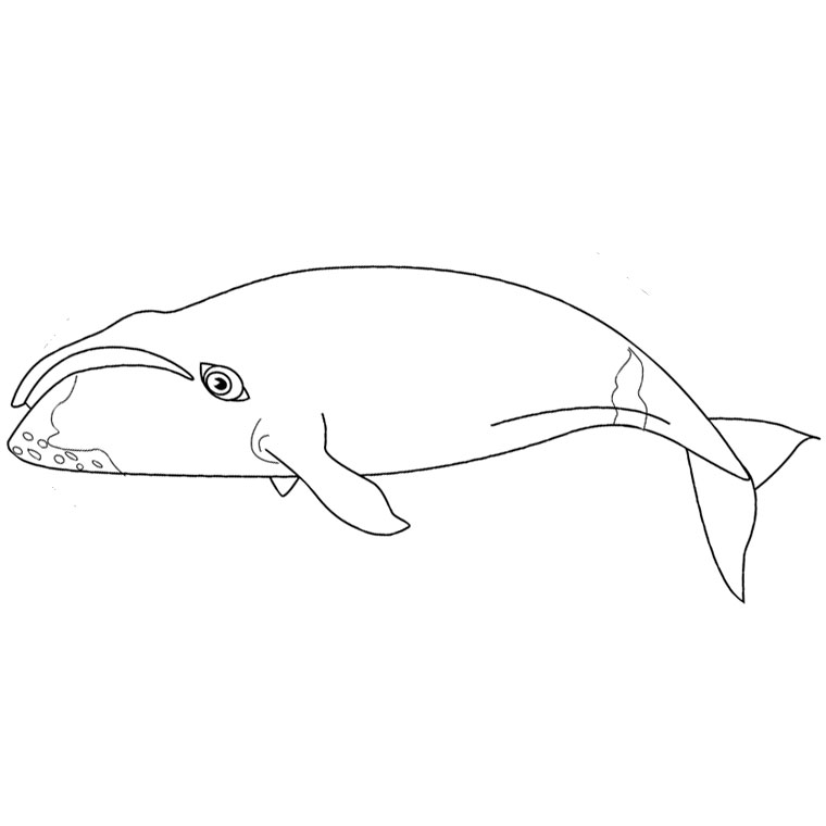 coloriage à dessiner en ligne gratuit baleine