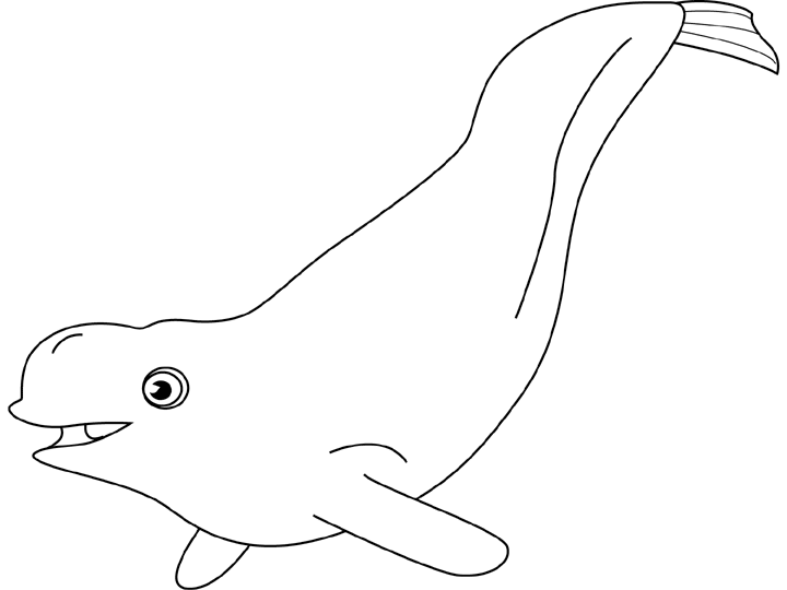 dessin de beluga