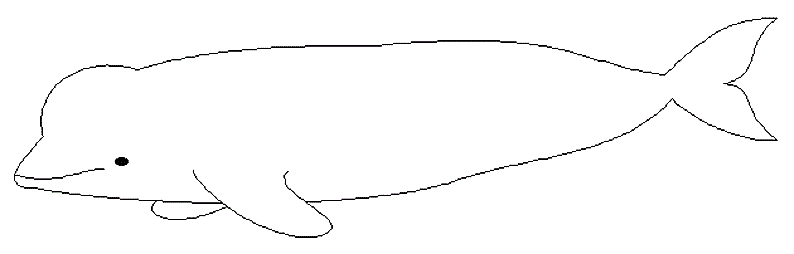 dessin à colorier beluga a imprimer