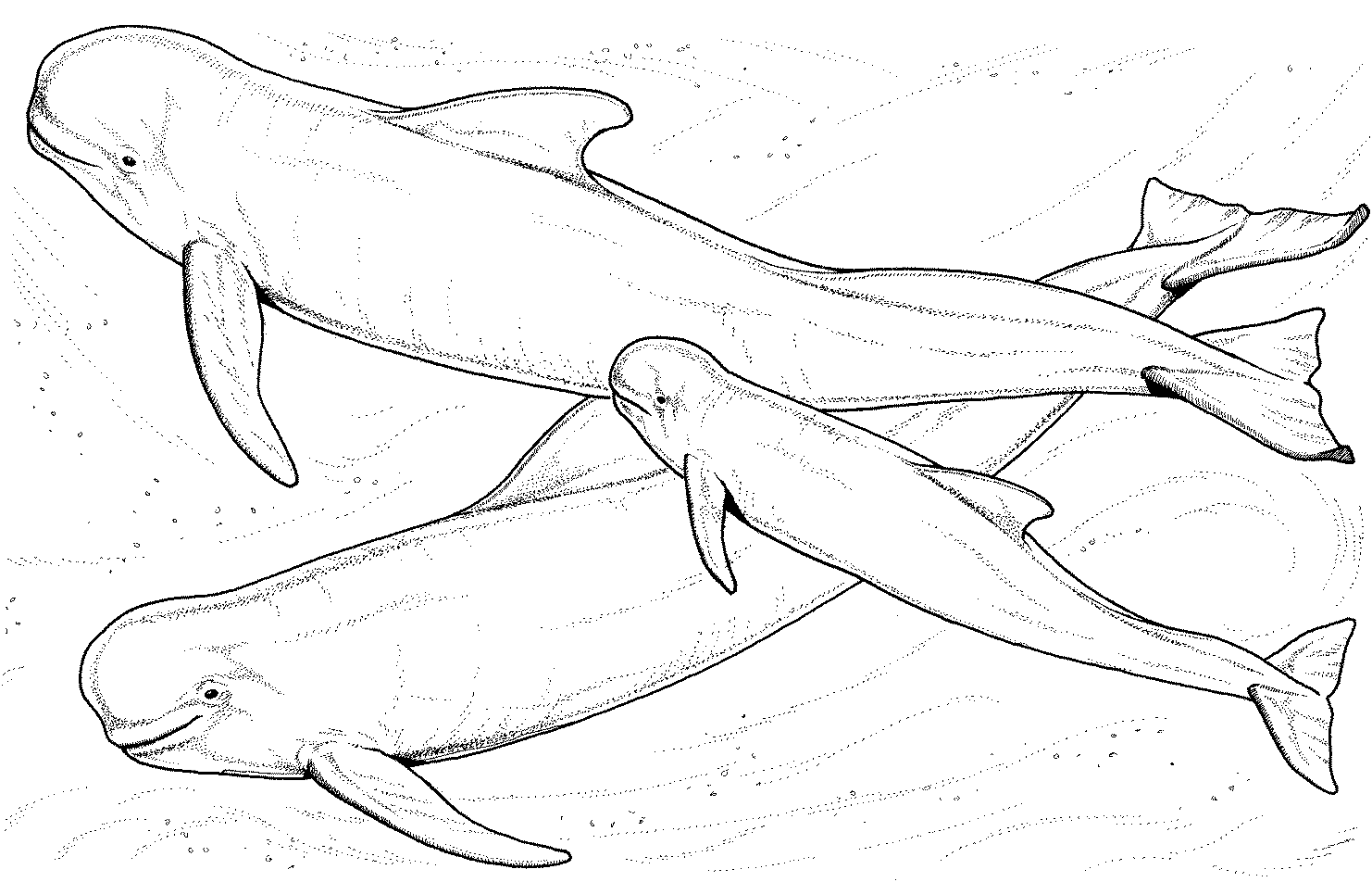 dessin à colorier de beluga